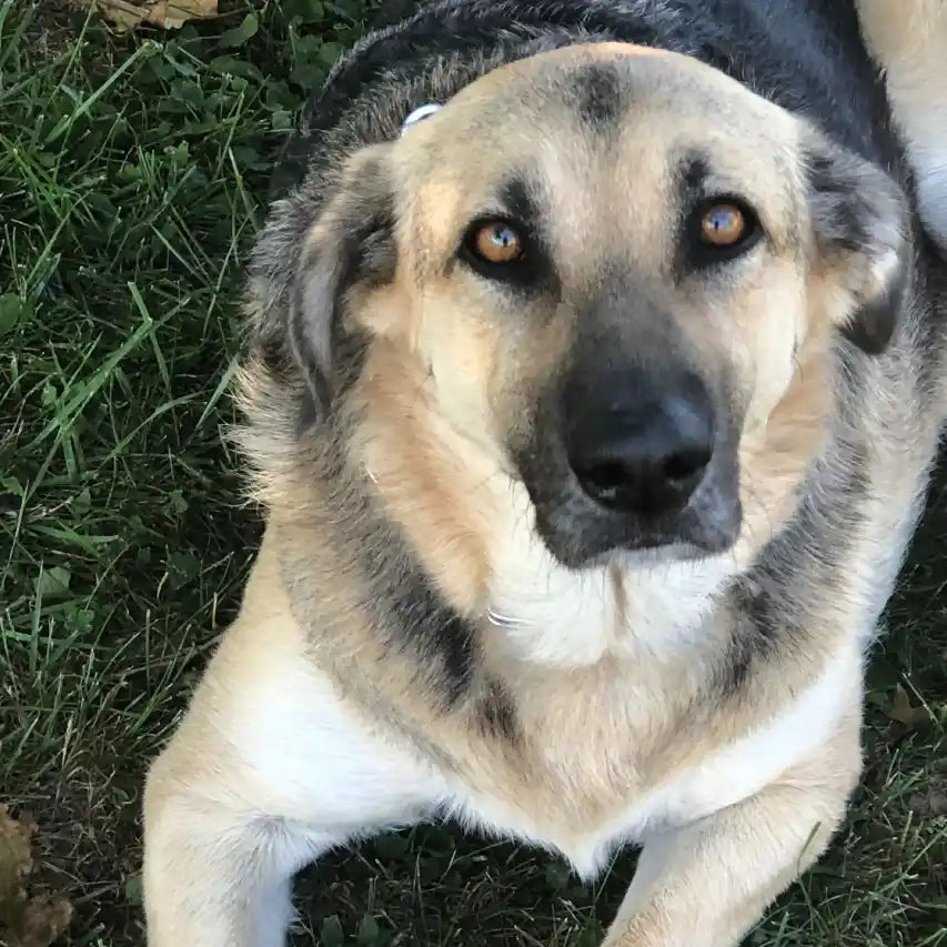Dog sitting on grass looking directly at the camera